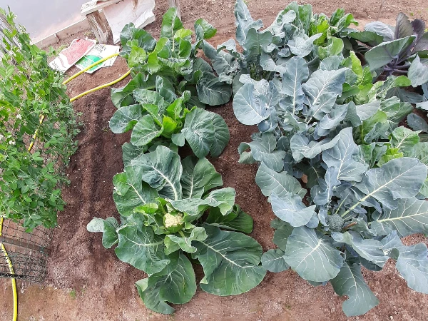 Vegetables Gardener Aberdeenshire
